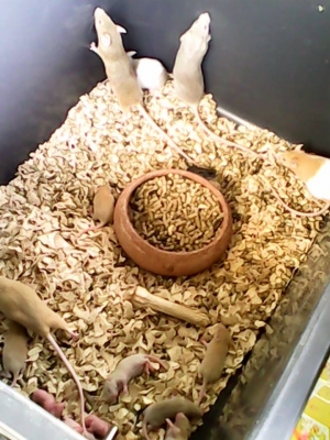 ///จำหน่าย หนูไมล์ แช่แข็ง หนูไมล์ เป็น ทุกไซส์ สะอาด ราคาถูก//