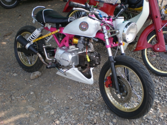 ขาย ลิงน้อย สีสวย