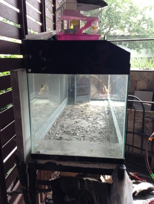 ตู้ปลาขนาด 60*20*20 กรองมุม ตู้ปลาขนาด 60*20*20 กรองมุม