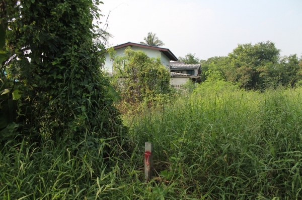 ขายที่เปล่าเนื้อที่110ตารางวาในซอยหัวกระบือ