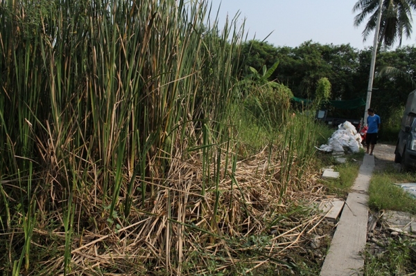 ขายที่เปล่าเนื้อที่110ตารางวาในซอยหัวกระบือ