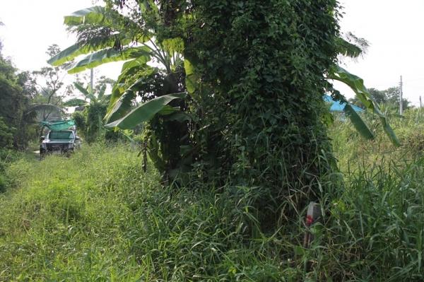 ขายที่เปล่าเนื้อที่110ตารางวาในซอยหัวกระบือ