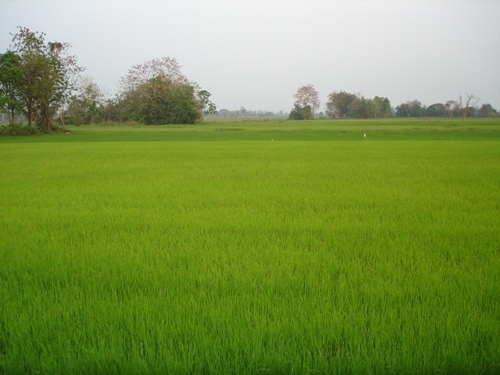 ด่วนต้องการรถเกี่ยวข้าวรุ่นใดก็ได้มาเกี่ยวข้าวนาปี ที่  อ.พยุห์ จ.ศรีสะเกษ ติดต่อ 080-4817039 ธวัชชัย