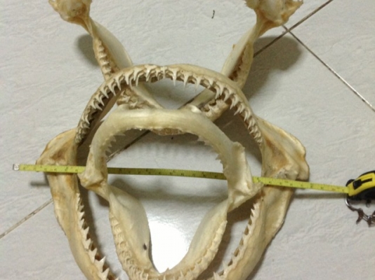 กรามฉลาม