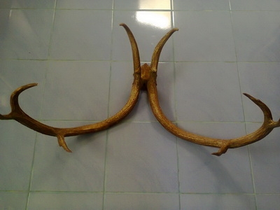 ขายเขาละมั่ง ขายเขาละมั่ง