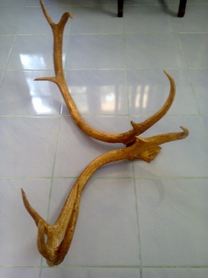 ขายเขาละมั่ง ขายเขาละมั่ง