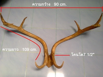 ขายเขาละมั่ง