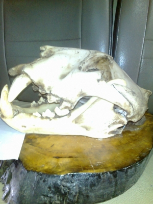 ขายหัวเสือโครง( ไม่ใช่ของจิง) กว้าง 28*สูง 35 7000 สนใจคุยได้คับ