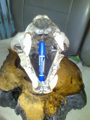 ขายหัวเสือโครง( ไม่ใช่ของจิง) กว้าง 28*สูง 35 7000 สนใจคุยได้คับ