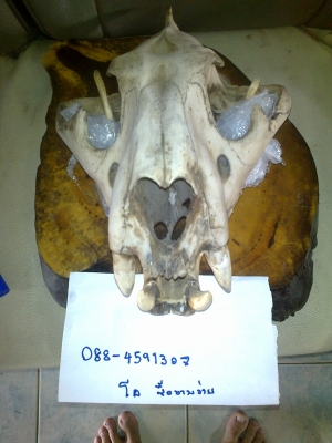 ขายหัวเสือโครง( ไม่ใช่ของจิง) กว้าง 28*สูง 35 7000 สนใจคุยได้คับ