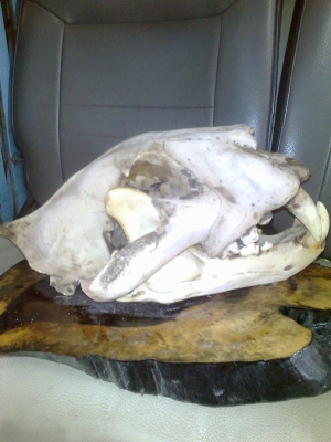 ขายหัวเสือโครง( ไม่ใช่ของจิง) กว้าง 28*สูง 35 7000 สนใจคุยได้คับ