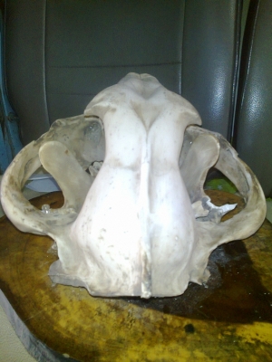 ขายหัวเสือโครง( ไม่ใช่ของจิง) กว้าง 28*สูง 35 7000 สนใจคุยได้คับ