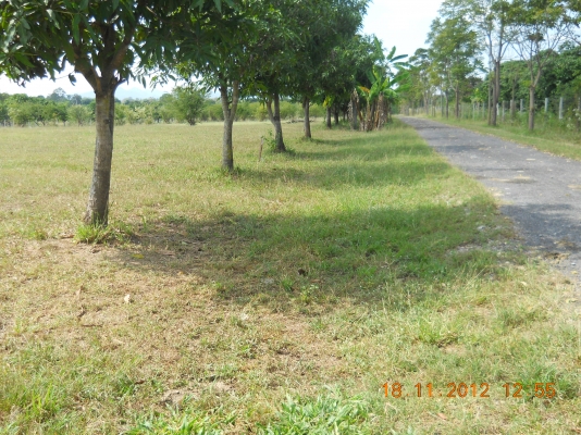 ขายดินสวยๆพร้อมจัดสรรหรือทำรีสรอทอยู่ปากช่อง16ไร่