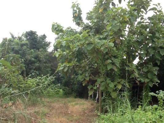 ขายที่ดิน