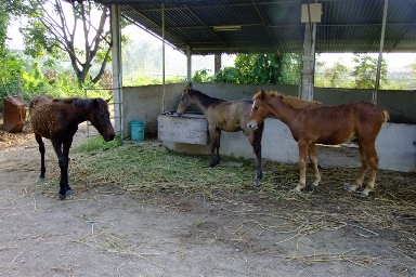 ใครมีความสนใจ ลูกม้าอนาคตไกล ที่จะนำม้าไปทำประโยชย์  ให้กับ สังคมเราให้ฟรี หรือ จะนำไปเลี้ยงเราขายถูก