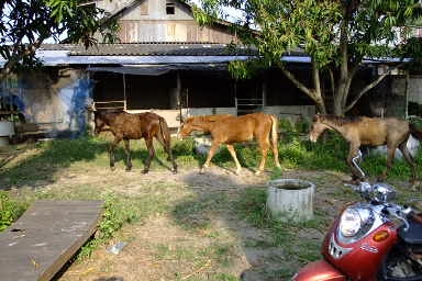 ใครมีความสนใจ ลูกม้าอนาคตไกล ที่จะนำม้าไปทำประโยชย์  ให้กับ สังคมเราให้ฟรี หรือ จะนำไปเลี้ยงเราขายถูก