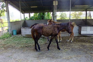 ใครมีความสนใจ ลูกม้าอนาคตไกล ที่จะนำม้าไปทำประโยชย์  ให้กับ สังคมเราให้ฟรี หรือ จะนำไปเลี้ยงเราขายถูก