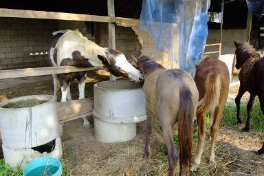 ใครมีความสนใจ ลูกม้าอนาคตไกล ที่จะนำม้าไปทำประโยชย์  ให้กับ สังคมเราให้ฟรี หรือ จะนำไปเลี้ยงเราขายถูก