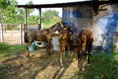 ใครมีความสนใจ ลูกม้าอนาคตไกล ที่จะนำม้าไปทำประโยชย์  ให้กับ สังคมเราให้ฟรี หรือ จะนำไปเลี้ยงเราขายถูก