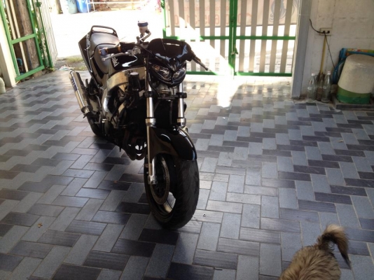 ขาย ต้นตระกูลนินจา