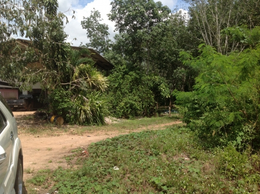 ขายด่วนสวนปาร์มเขตเทศบาลเขาพนมโฉนดพร้อมโอน100/22ไร ขายด่วนสวนปาร์มเขตเทศบาลเขาพนมโฉนดพร้อมโอน100/22ไร