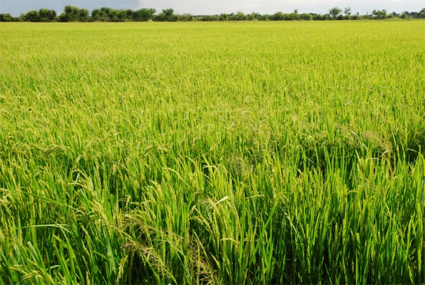 ต้องการหารถเกี่ยวข้าว หลุ่งประดู่ ห้วยแถลง โคราช