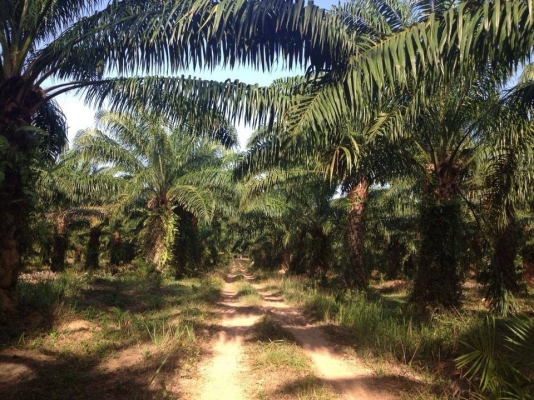 ขายด่วนสวนปาร์ม22ไรเขตเทศบาลเขพนมขุดหน้าดินขายได้2ม.