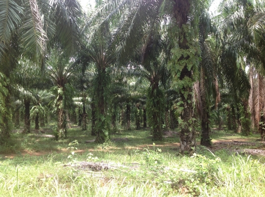 ขายสวนปาร์ม22ไร่ติดถนนขุดหน้าดินได้2ม.เขตเทศบาลเขาพนม