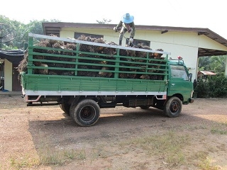 ขายหกล้อ   NISSAN    CABSTAR   100  HP  เดิมๆครับ