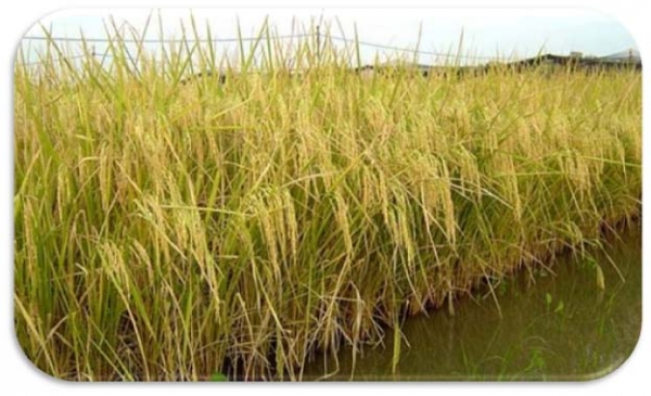 ต้องการด่วนครับ รถมาเกี่ยวข้าว4 คันสภาพดีหน่อย พื้นที่1500-3500ไร่ขึ้นไปหลายหมู่บ้าน ให้ราคาดี650ขึ้นไป ติดต่อเลยครับ