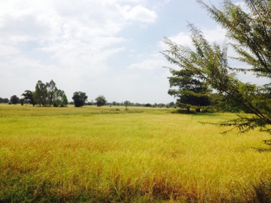 ต้องการด่วนครับ รถมาเกี่ยวข้าว4 คันสภาพดีหน่อย พื้นที่1500-3500ไร่ขึ้นไปหลายหมู่บ้าน ให้ราคาดี650ขึ้นไป ติดต่อเลยครับ