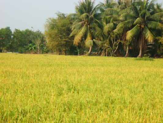 ต้องการด่วนครับ รถมาเกี่ยวข้าว4 คันสภาพดีหน่อย พื้นที่1500-3500ไร่ขึ้นไปหลายหมู่บ้าน ให้ราคาดี650ขึ้นไป ติดต่อเลยครับ