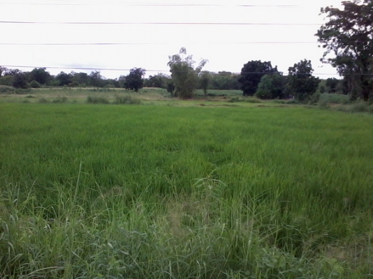 ขายที่ดิน 15ไร่ , 7ไร่ ติดทางหลวง201 กม.13 อ.สีคิ้ว จ.นครราชสีมา