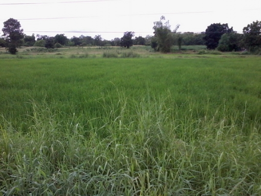 ขายที่ดิน 15ไร่ , 7ไร่ ติดทางหลวง201 กม.13 อ.สีคิ้ว จ.นครราชสีมา