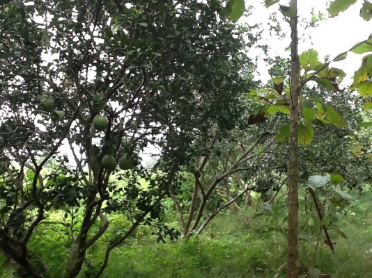 ขายที่ดิน ขายที่ดิน