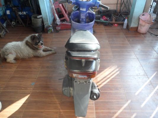 ป๊อบ ฮอนด้า 5300