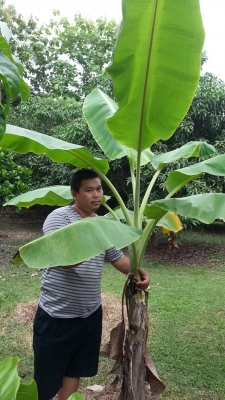 ขายลดล้างสต๊อก ก็อกน้ำแฟนซี SanWa"1/2"