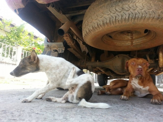 ขายตัดด่วน..ก่อนทำสี