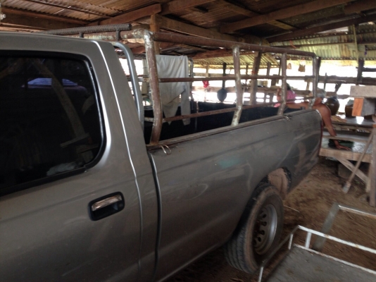 ขาย นิสสัน. ฟอร์นเทีย ปี1999 ขาย นิสสัน. ฟอร์นเทีย ปี1999