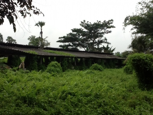 ขายที่ดิน