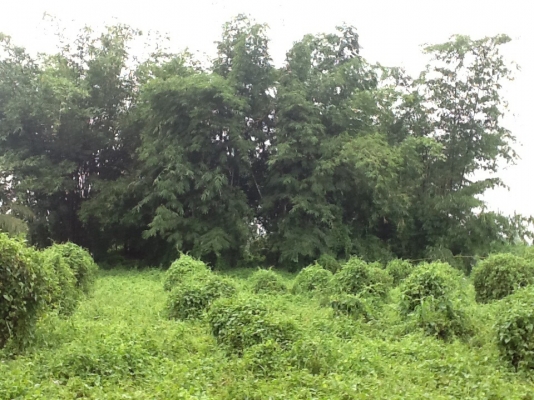 ขายที่ดิน