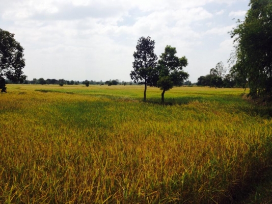 ต้องการรถเกี่ยวข้าว 2คัน 1000-2000ไร่ ในเขตติดต่อหลายหมู่บ้านบ้าน บมทุ่ง ดงเค็ง ปลาปู่ มะแซว ต หนองแสง อ วาปีปทุม จ มหาสารคาม ต้องการรถเกี่ยวข้าว 2คัน 1000-2000ไร่ ในเขตติดต่อหลายหมู่บ้านบ้าน บมทุ่ง ดงเค็ง ปลาปู่ มะแซว ต หนองแสง อ วาปีปทุม จ มหาสารคาม