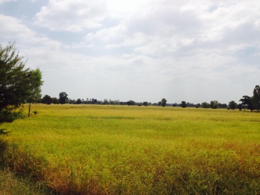 ต้องการรถเกี่ยวข้าว 2คัน 1000-2000ไร่ ในเขตติดต่อหลายหมู่บ้านบ้าน บมทุ่ง ดงเค็ง ปลาปู่ มะแซว ต หนองแสง อ วาปีปทุม จ มหาสารคาม