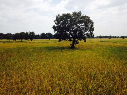 ต้องการรถเกี่ยวข้าว 2คัน 1000-2000ไร่ ในเขตติดต่อหลายหมู่บ้านบ้าน บมทุ่ง ดงเค็ง ปลาปู่ มะแซว ต หนองแสง อ วาปีปทุม จ มหาสารคาม ต้องการรถเกี่ยวข้าว 2คัน 1000-2000ไร่ ในเขตติดต่อหลายหมู่บ้านบ้าน บมทุ่ง ดงเค็ง ปลาปู่ มะแซว ต หนองแสง อ วาปีปทุม จ มหาสารคาม