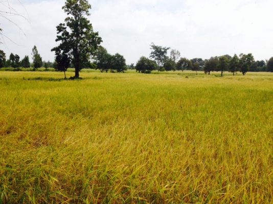 ต้องการรถเกี่ยวข้าว 2คัน 1000-2000ไร่ ในเขตติดต่อหลายหมู่บ้านบ้าน บมทุ่ง ดงเค็ง ปลาปู่ มะแซว ต หนองแสง อ วาปีปทุม จ มหาสารคาม ต้องการรถเกี่ยวข้าว 2คัน 1000-2000ไร่ ในเขตติดต่อหลายหมู่บ้านบ้าน บมทุ่ง ดงเค็ง ปลาปู่ มะแซว ต หนองแสง อ วาปีปทุม จ มหาสารคาม