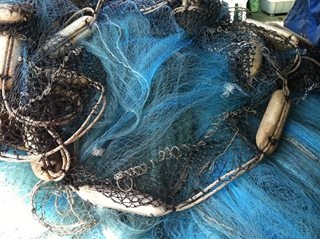 ขายอวนเอ็น(69ตัว) 7ไซร้ ลึก 600 ตา