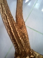 ขายเขากวาง ขายเขากวาง