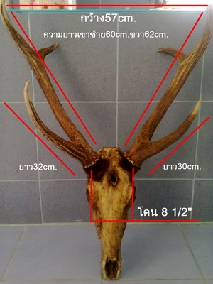 ขายเขากวาง