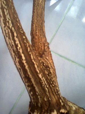 ขายเขากวาง ขายเขากวาง