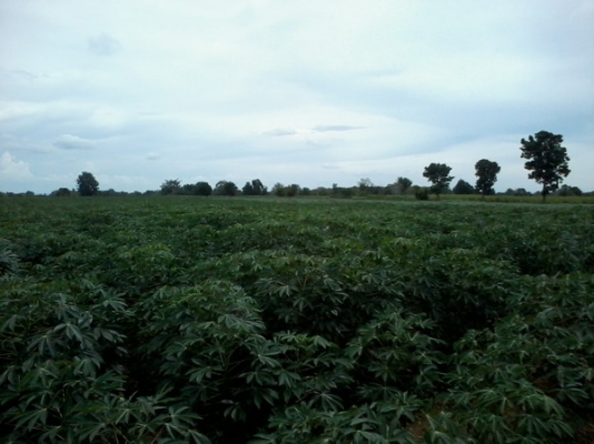 ขายที่ดิน 34 ไร่ 2 งาน ราคา 170,000 บาทต่อไร่ อ.สีคิ้ว จ.นครราชสีมา ขายที่ดิน 34 ไร่ 2 งาน ราคา 170,000 บาทต่อไร่ อ.สีคิ้ว จ.นครราชสีมา